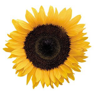 Helianthus
annuus F₁
Solara