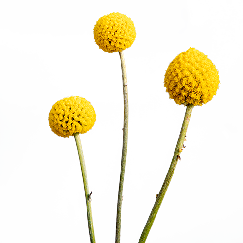 Craspedia globosa SolarPop 