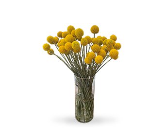 
                        Craspedia
             
                        globosa
             
                        SolarPop
            