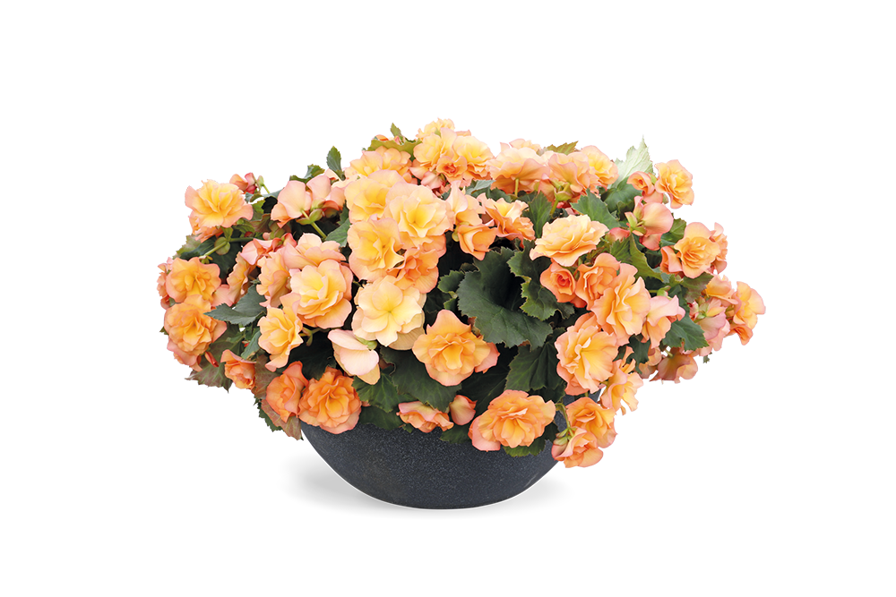 
                        Begonia
             
                        elatior
             
                        Solenia®
             
                        Apricot
            