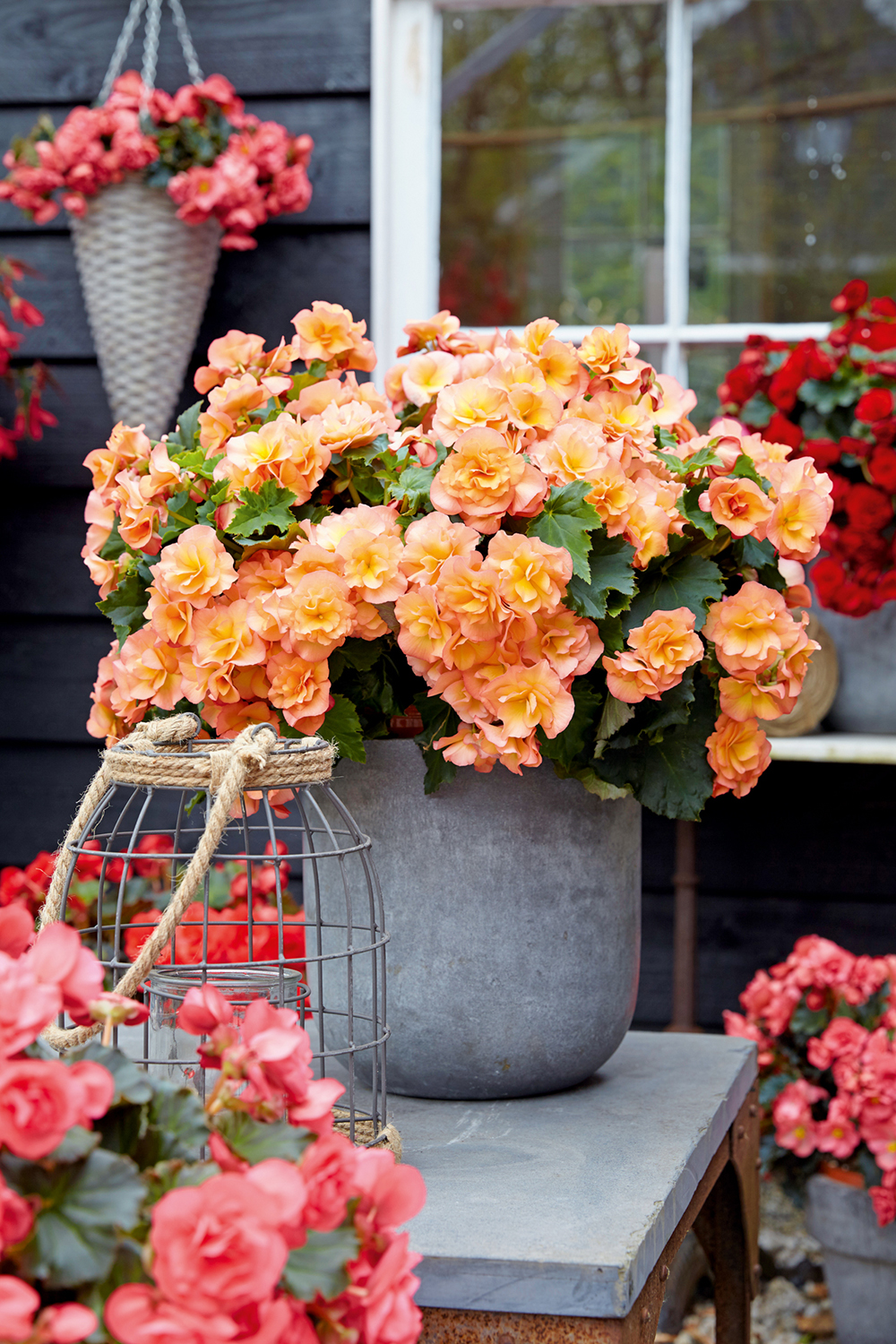 
                        Begonia
             
                        elatior
             
                        Solenia®
             
                        Apricot
            