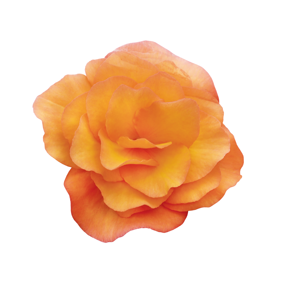 Solenia® Apricot
