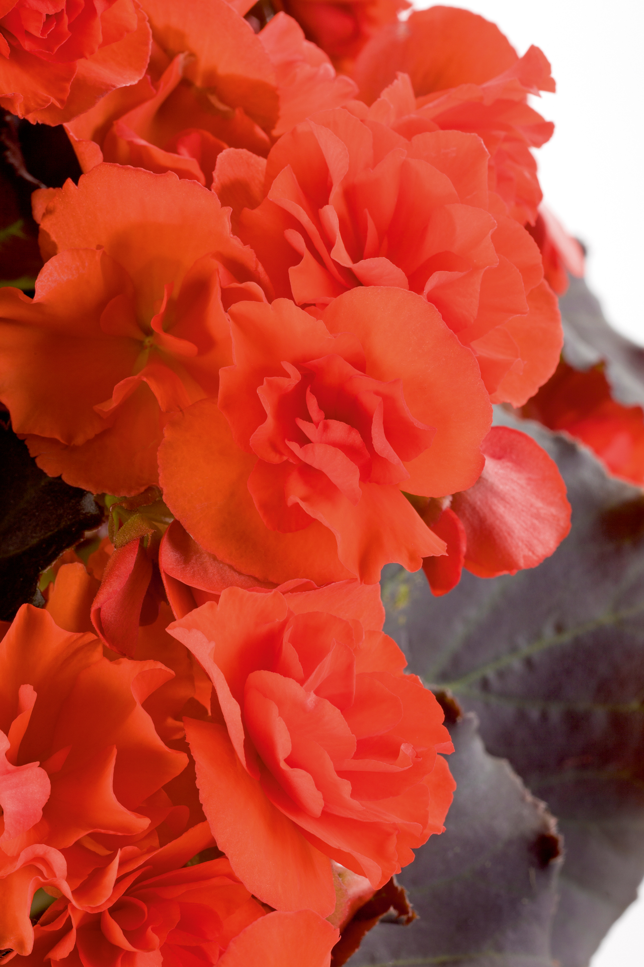 
                        Begonia
             
                        elatior
             
                        Solenia®
             
                        Chocolate Orange
            