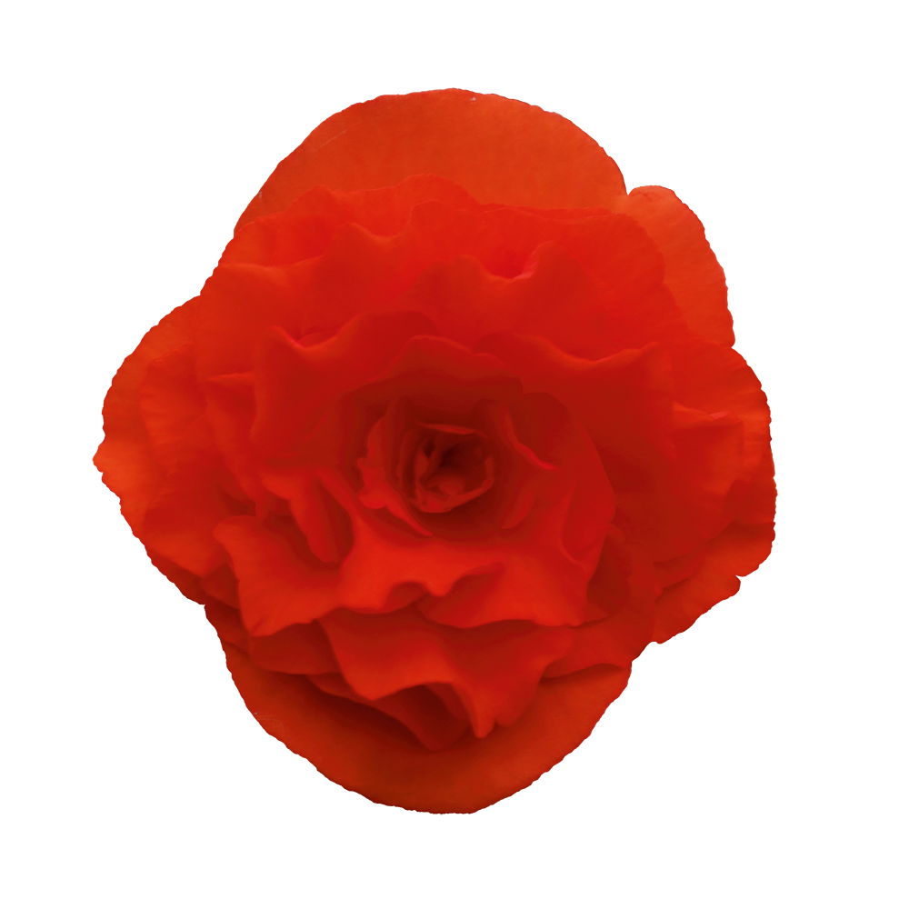 
                        Begonia
             
                        elatior
             
                        Solenia®
             
                        Chocolate Orange
            