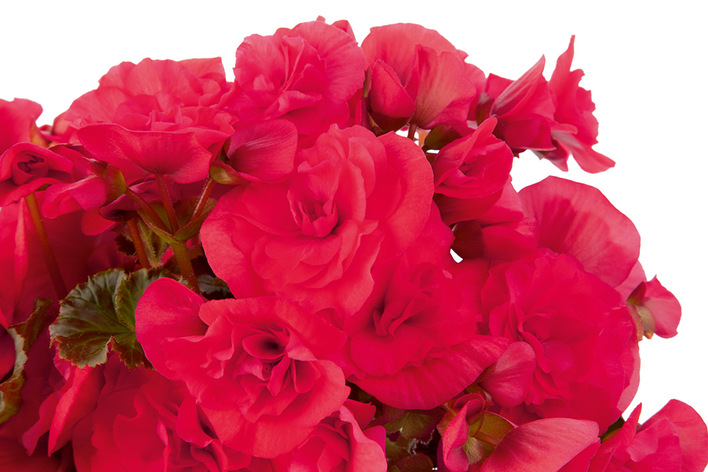 
                        Begonia
             
                        elatior
             
                        Solenia®
             
                        Dark Pink
            