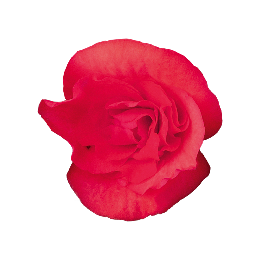 
                        Begonia
             
                        elatior
             
                        Solenia®
             
                        Dark Pink
            