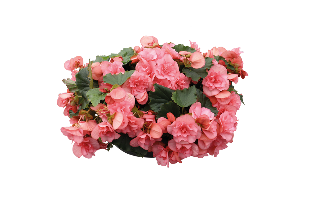
                        Begonia
             
                        elatior
             
                        Solenia®
             
                        Light Pink
            