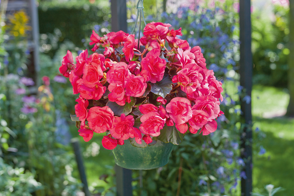 Begonia elatior Solenia Light Pink | Benary