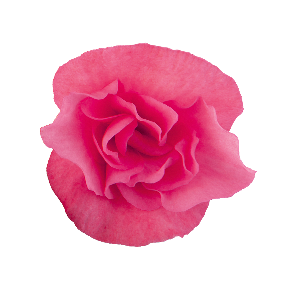   Solenia® Light Pink