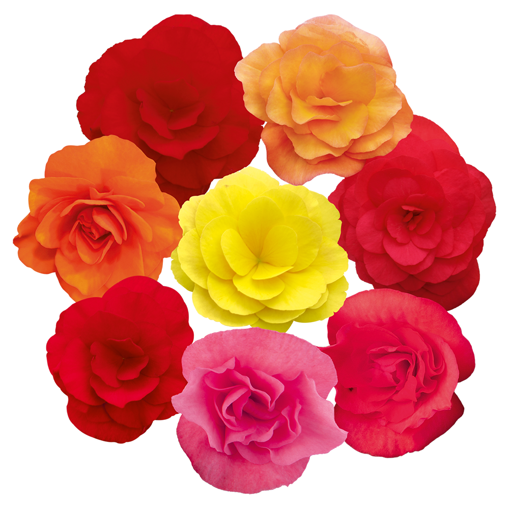 Begonia elatior Solenia® 