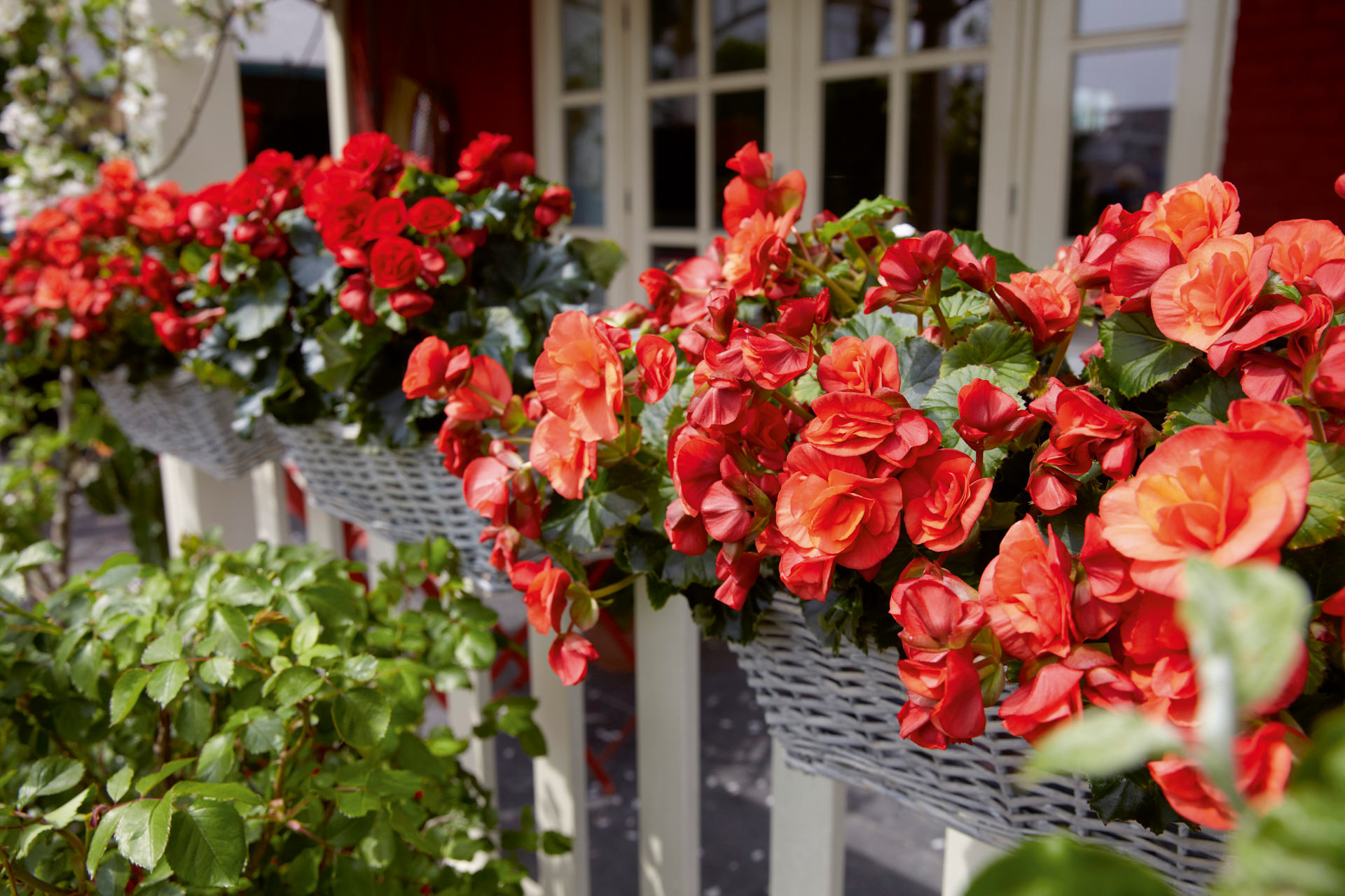 
                        Begonia
             
                        elatior
             
                        Solenia®
             
                        Red Orange
            