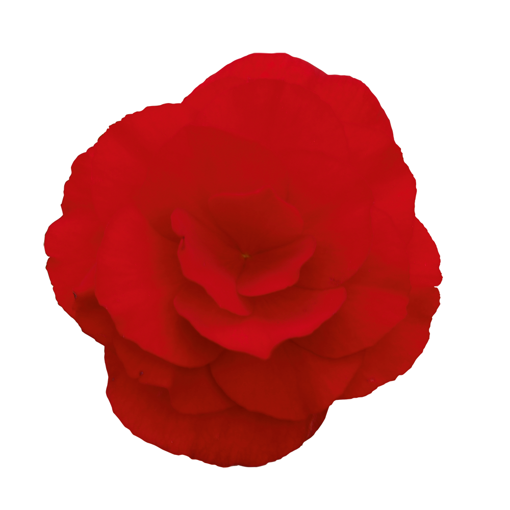 
                        Begonia
             
                        elatior
             
                        Solenia®
             
                        Red Orange
            