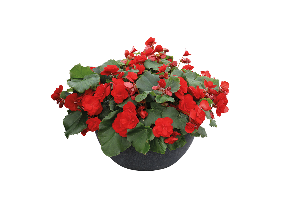 
                        Begonia
             
                        elatior
             
                        Solenia®
             
                        Red
            