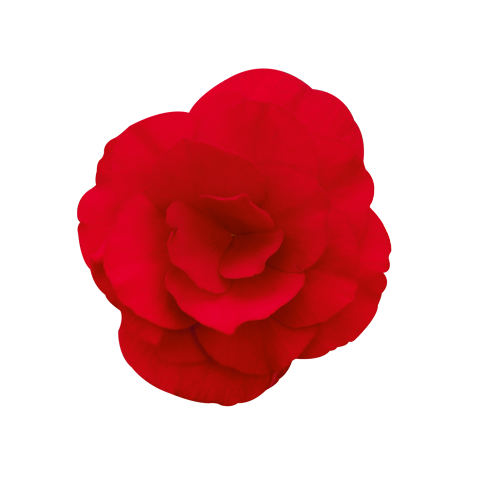  Solenia® Red