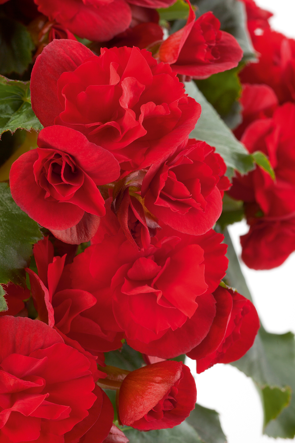 
                        Begonia
             
                        elatior
             
                        Solenia®
             
                        Scarlet
            