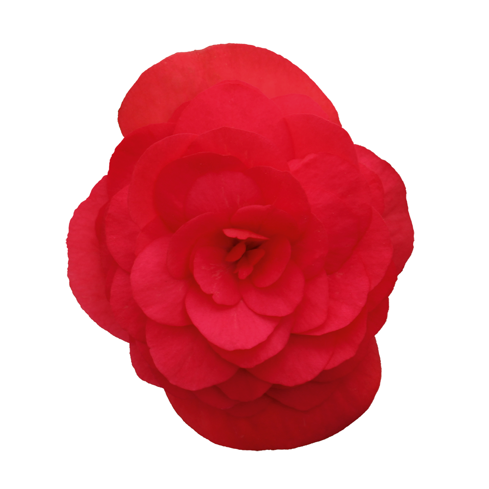   Solenia® Scarlet