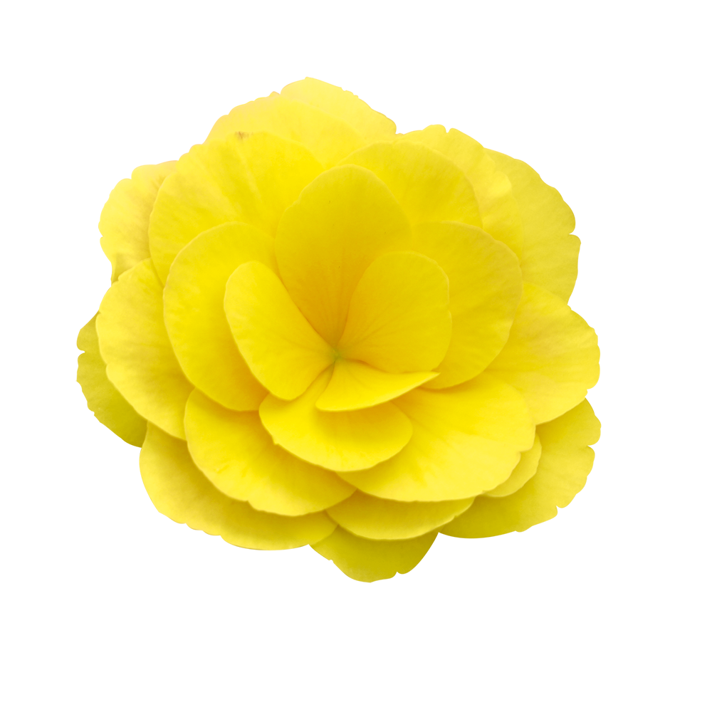 
                        Begonia
             
                        elatior
             
                        Solenia®
             
                        Yellow
            