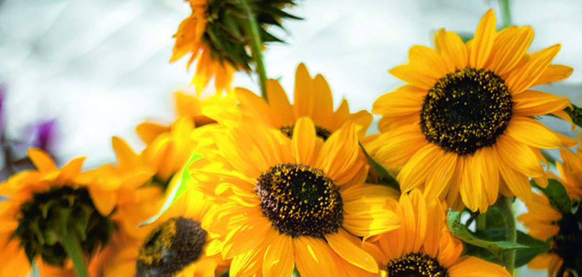 
                        Helianthus
             
                        annuus
             
                        Sonja®
            