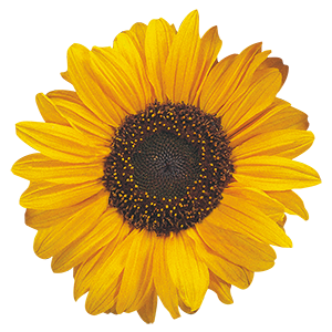 
                        Helianthus
             
                        annuus
             
                        Soraya
            