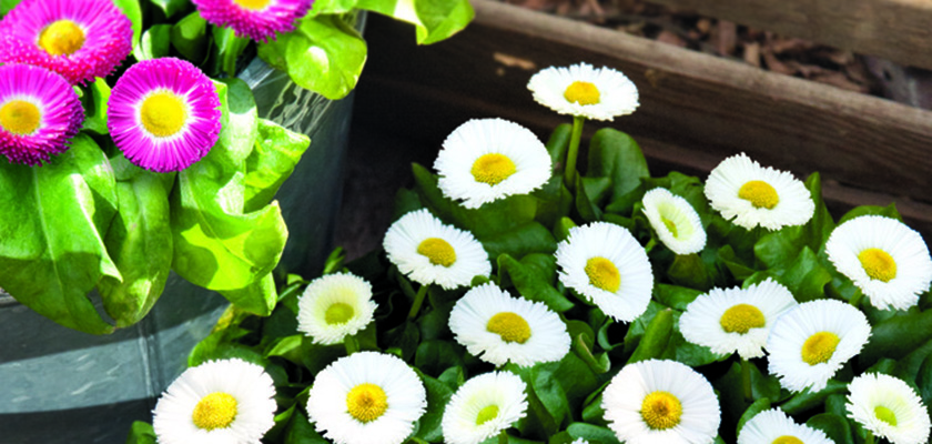 
                        Bellis
             
                        perennis
             
                        Speedstar® Plus
             
                        White
            