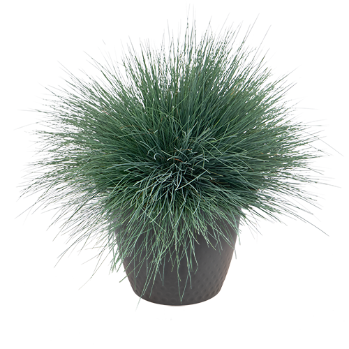 Corynephorus canescens Spiky 