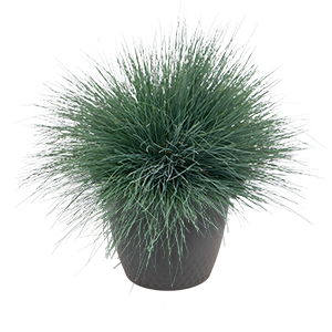 
                        Corynephorus
             
                        canescens
             
                        Spiky
            