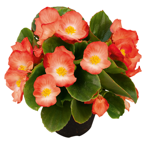 Begonia
semperflorens F₁
Sprint Plus
Orange Bicolor