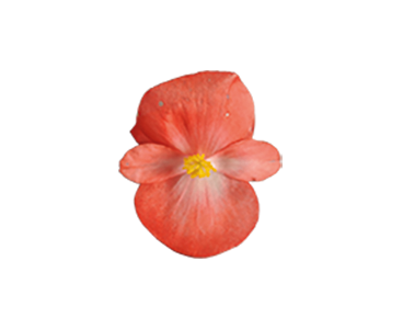 Begonia
semperflorens F₁
Sprint Plus
Orange Bicolor