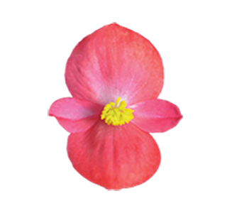 Begonia
semperflorens F₁
Sprint Plus
Lipstick