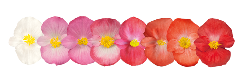 
                        Begonia
             
                        semperflorens F₁
             
                        Sprint Plus
            