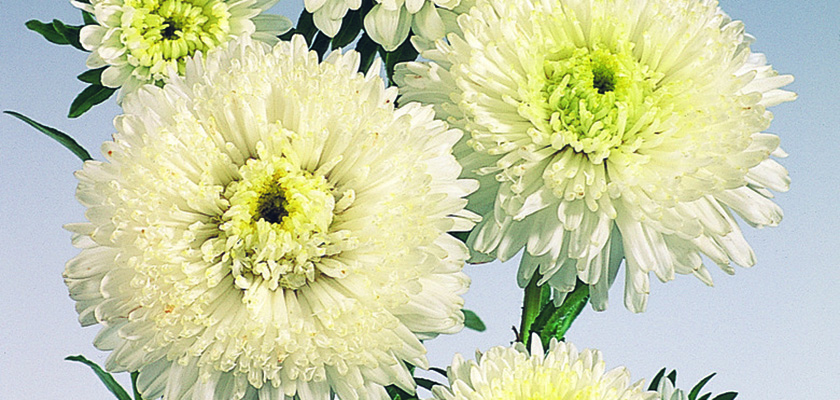
                        Callistephus
             
                        chinensis
             
                        Standy
             
                        Creamy White
            