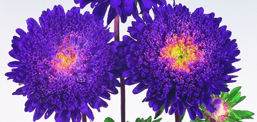 
                        Callistephus
             
                        chinensis
             
                        Standy
             
                        Deep Blue
            