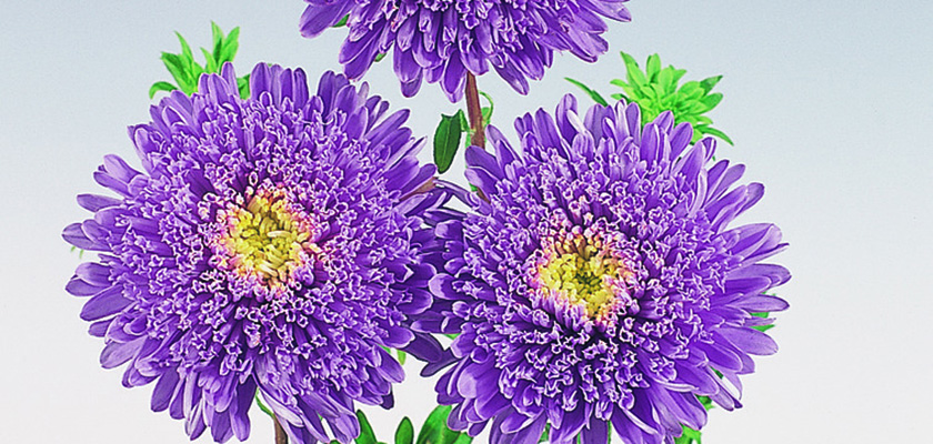 
                        Callistephus
             
                        chinensis
             
                        Standy
             
                        Light Blue
            