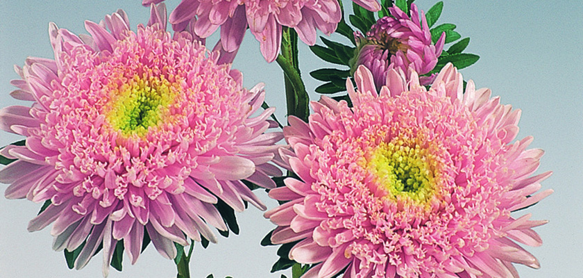 
                        Callistephus
             
                        chinensis
             
                        Standy
             
                        Light Pink
            