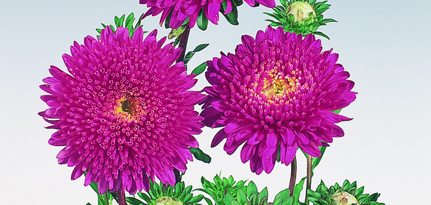 
                        Callistephus
             
                        chinensis
             
                        Standy
             
                        Carmine Red
            