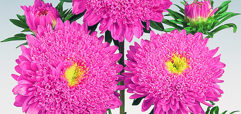 
                        Callistephus
             
                        chinensis
             
                        Standy
             
                        Salmon Pink
            