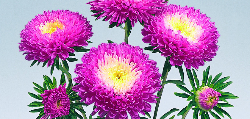 
                        Callistephus
             
                        chinensis
             
                        Standy
             
                        Carmine & White
            