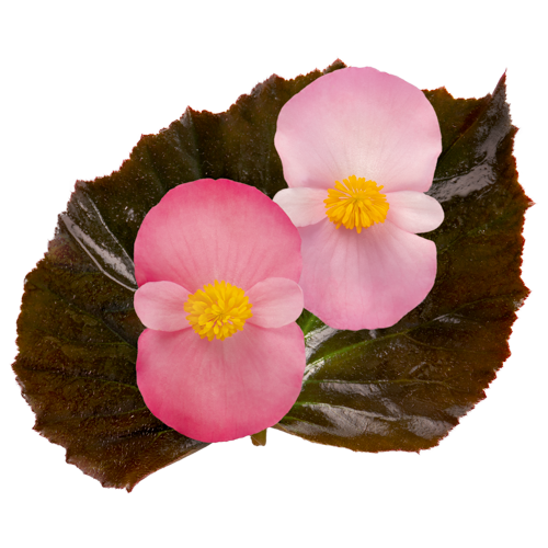Begonia x hybrida F₁ Stonehedge 