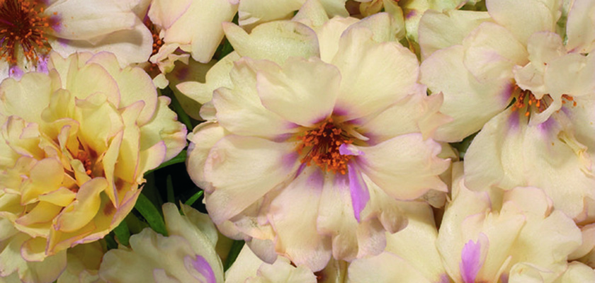 
                        Portulaca
             
                        grandiflora F₁
             
                        Stopwatch
             
                        Cream
            