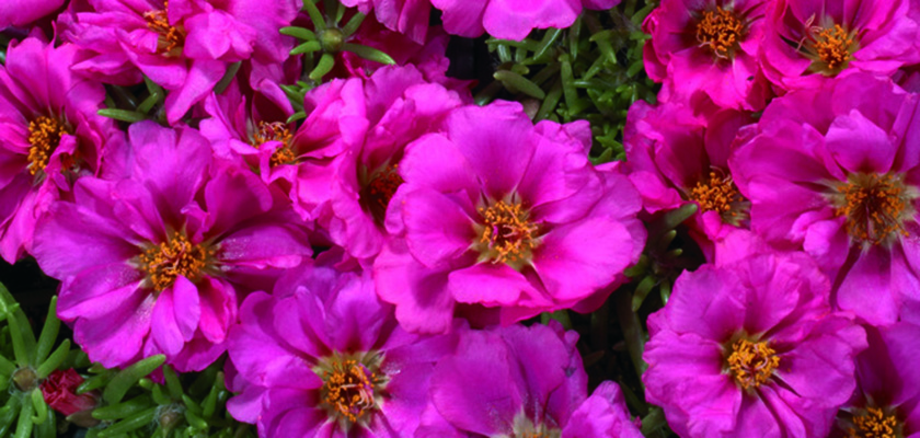 
                        Portulaca
             
                        grandiflora F₁
             
                        Stopwatch
             
                        Fuchsia
            