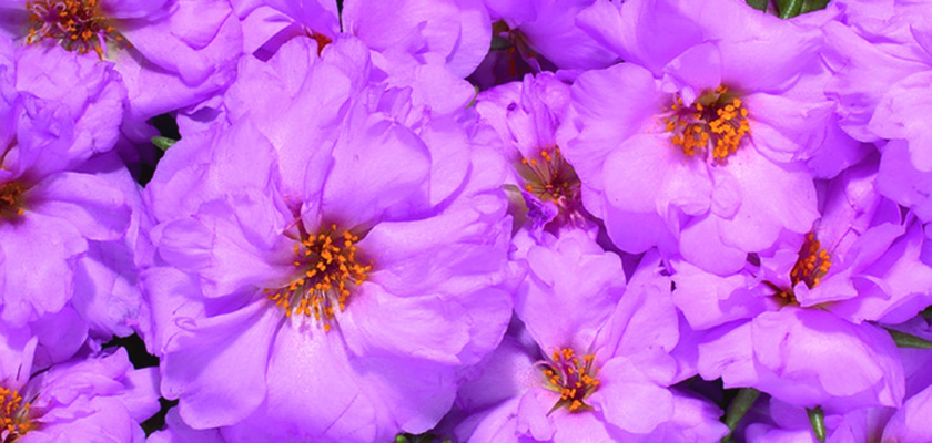 
                        Portulaca
             
                        grandiflora F₁
             
                        Stopwatch
             
                        Rose
            