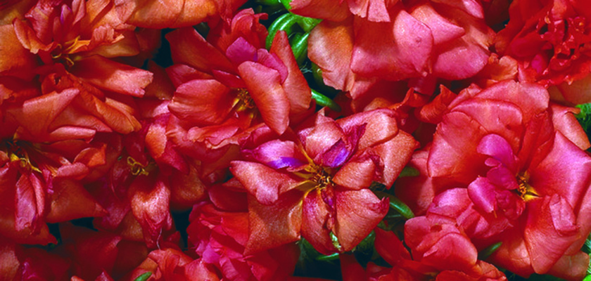 
                        Portulaca
             
                        grandiflora F₁
             
                        Stopwatch
             
                        Scarlet
            