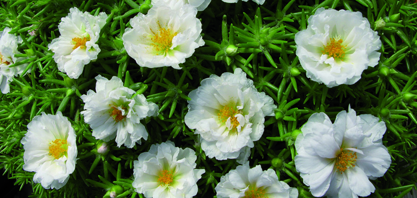 
                        Portulaca
             
                        grandiflora F₁
             
                        Stopwatch
             
                        White
            