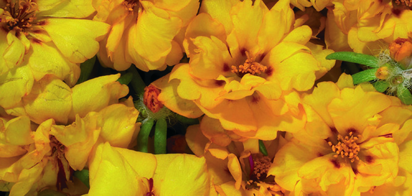 
                        Portulaca
             
                        grandiflora F₁
             
                        Stopwatch
             
                        Yellow
            