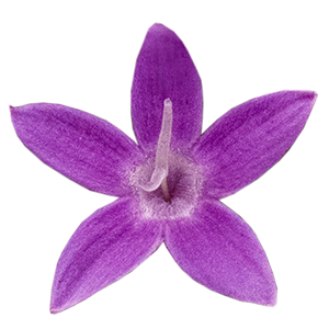 
                        Pentas
             
                        lanceolata F₁
             
                        StreetArt™
             
                        Blue
            