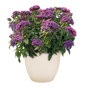 Pentas lanceolata F₁ StreetArt™ Blue