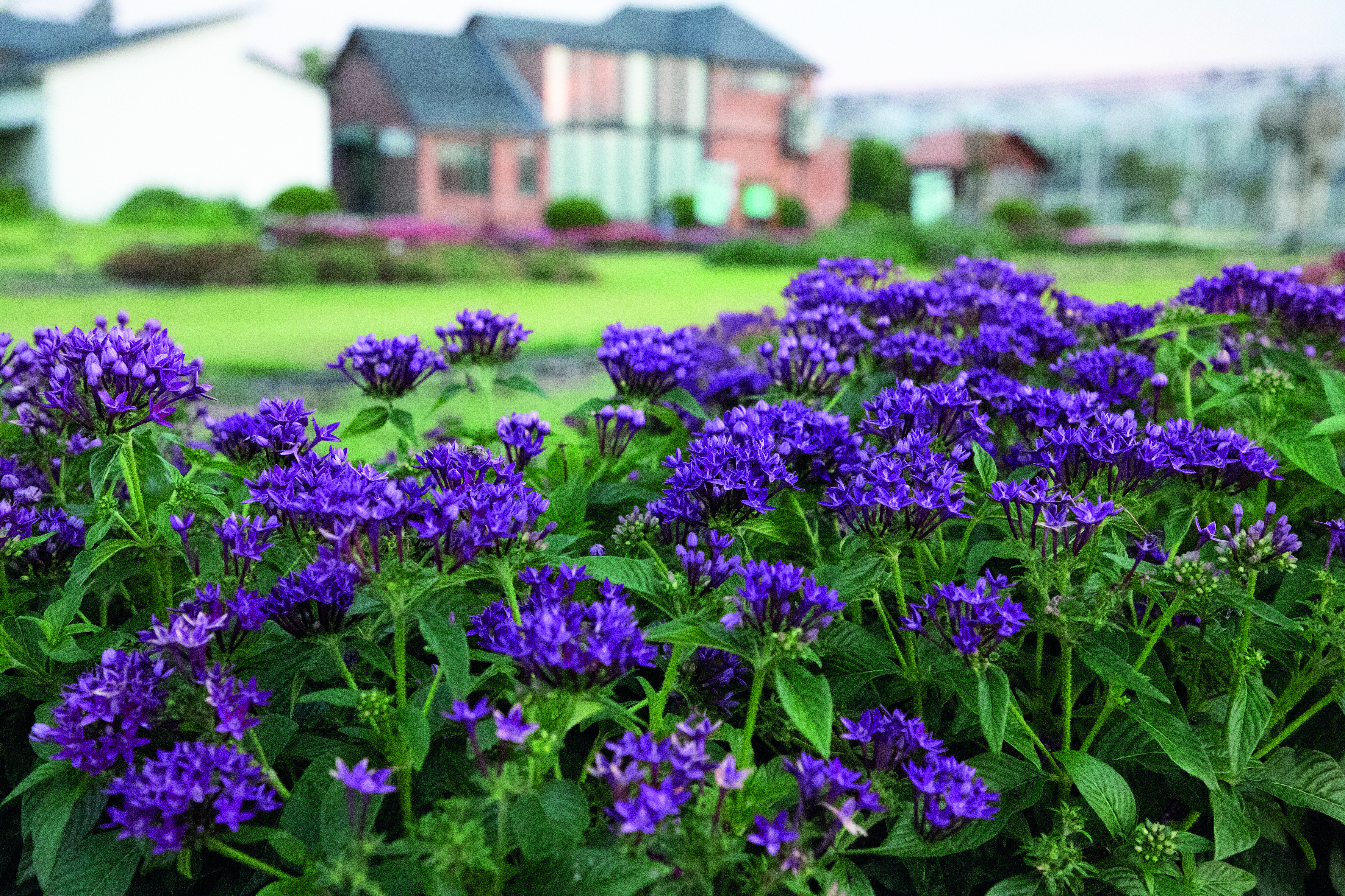 Pentas lanceolata F₁ StreetArt™ Blue | Benary