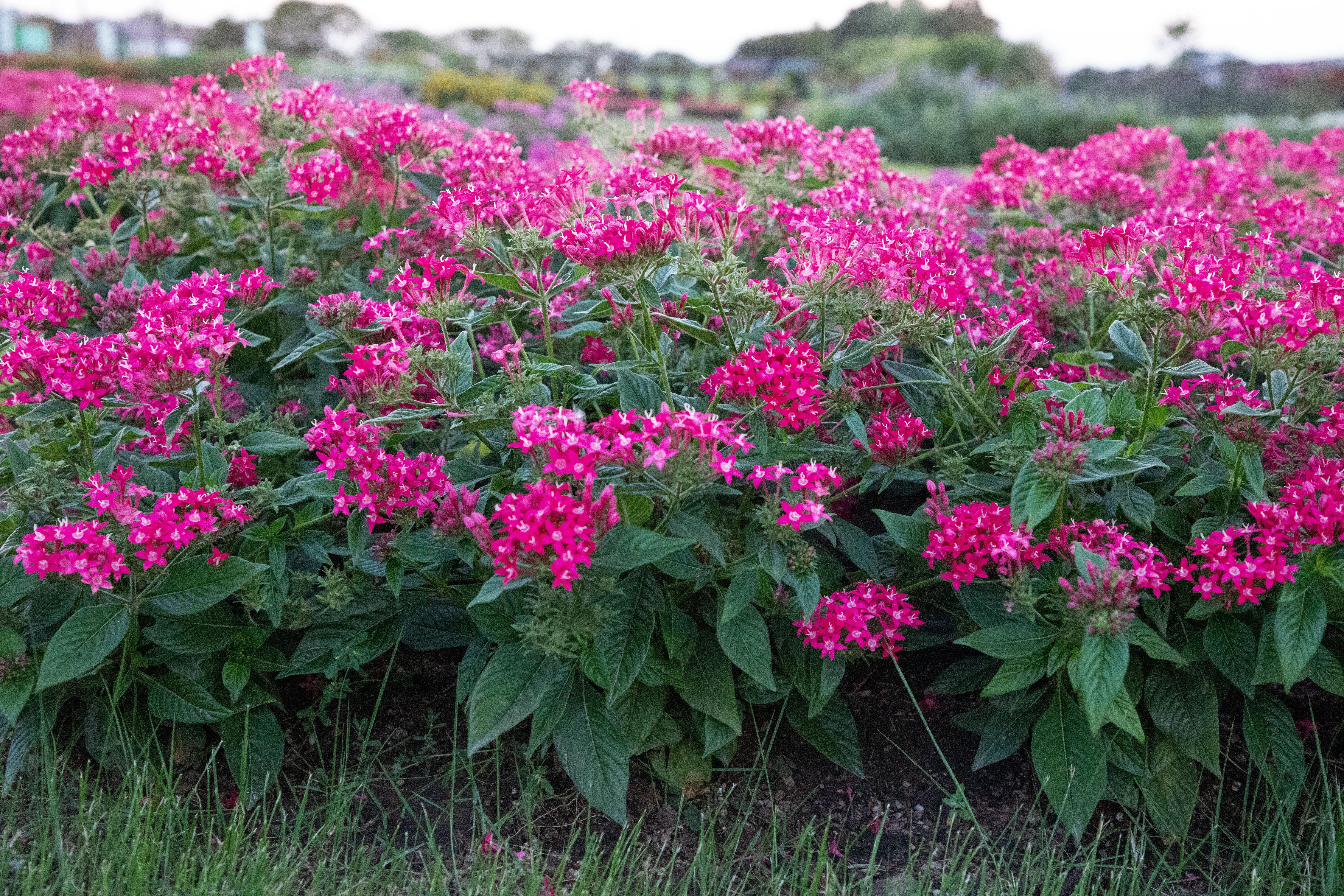 
                        Pentas
             
                        lanceolata F₁
             
                        StreetArt™
             
                        Rose
            