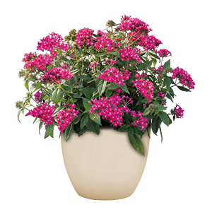 Pentas lanceolata F₁ StreetArt™ Rose