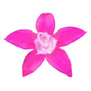 
                        Pentas
             
                        lanceolata F₁
             
                        StreetArt™
             
                        Rose
            